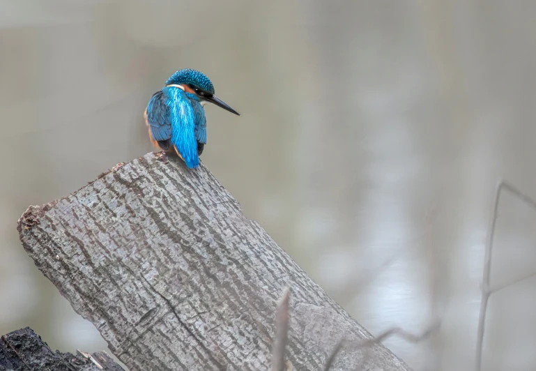 a close up of a bird on top of a wooden post