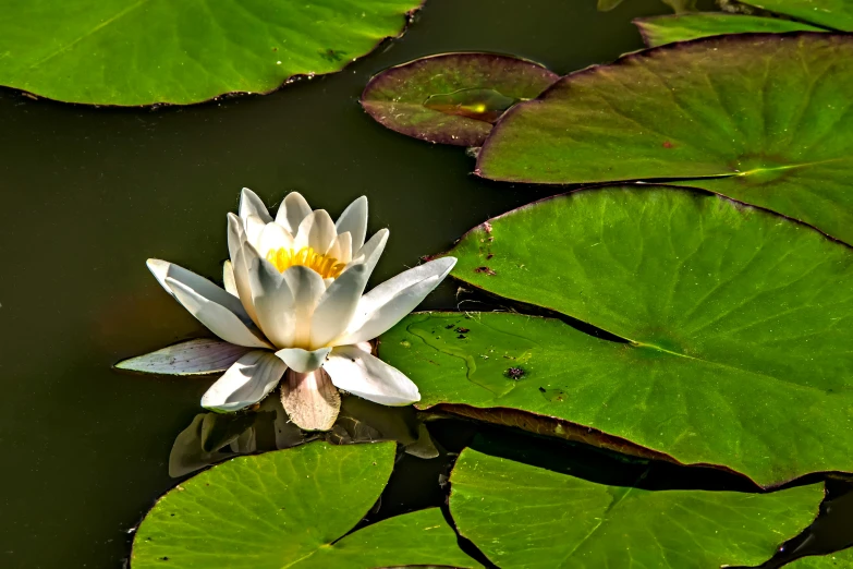 white lotus with green leaves in a pond