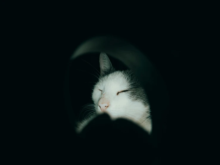 a white cat sleeping on the inside of a pipe