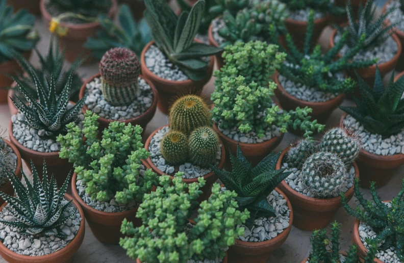 a bunch of pots with plants in them