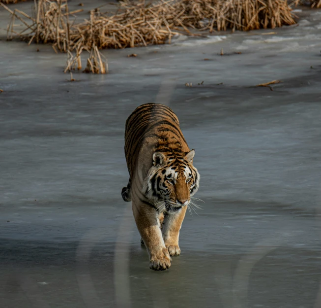 a big tiger walking down the road in front of some bushes