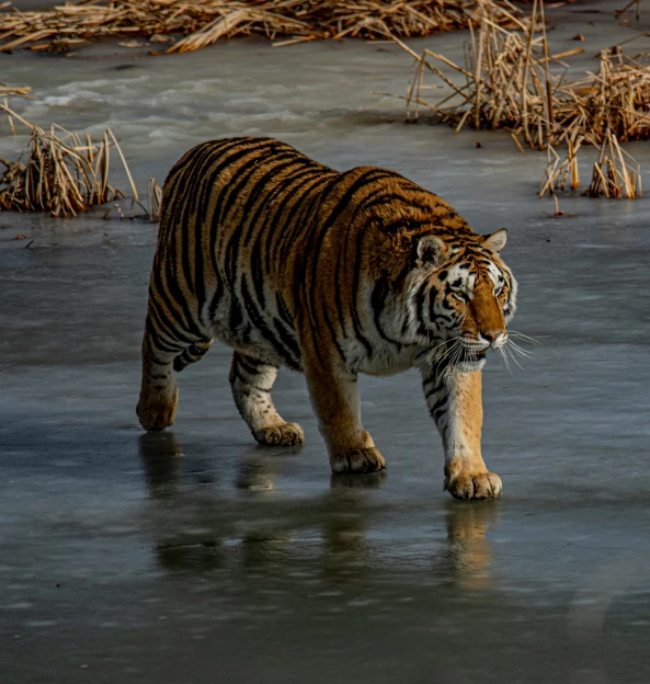 a tiger on ice with its face close to the ground