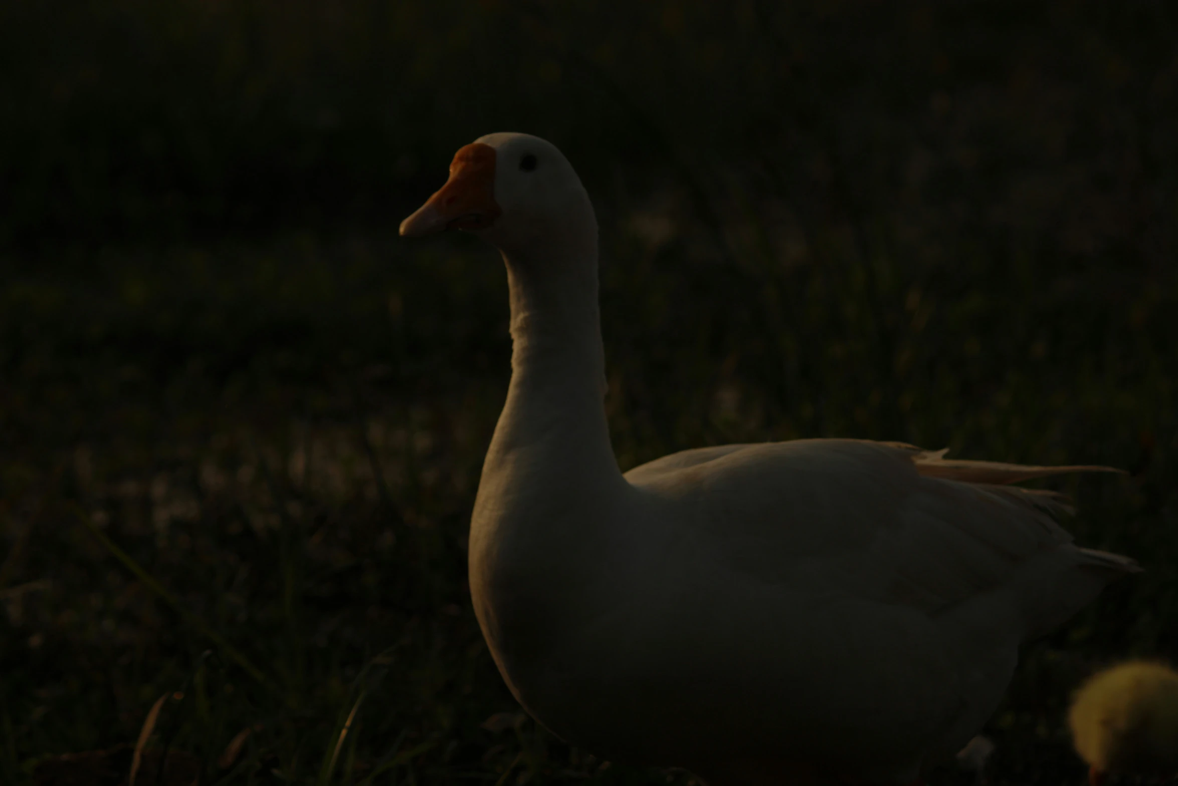 a duck is walking through a grassy area