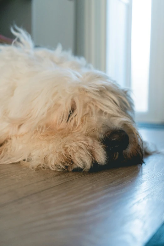 a small white dog is laying on the wooden floor