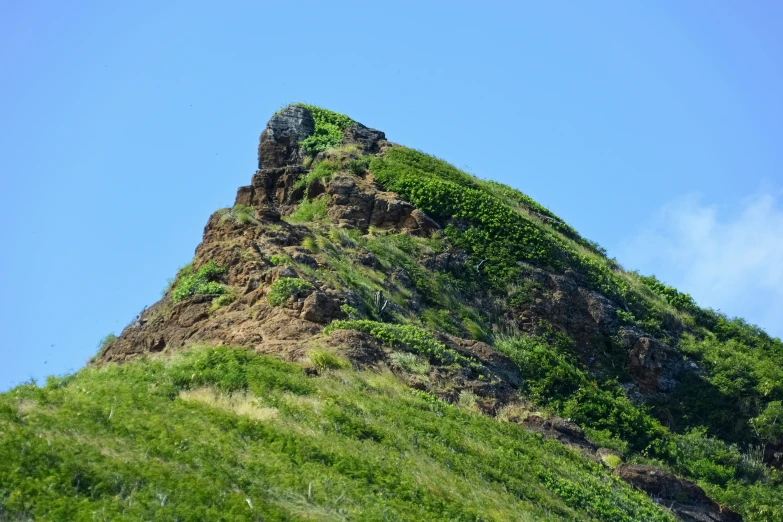 a green grassy hill and tree covered side