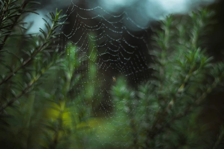 rain on a spider web hanging down on a tree