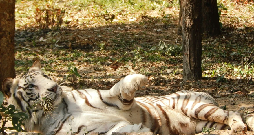 a white tiger that is laying down on its side