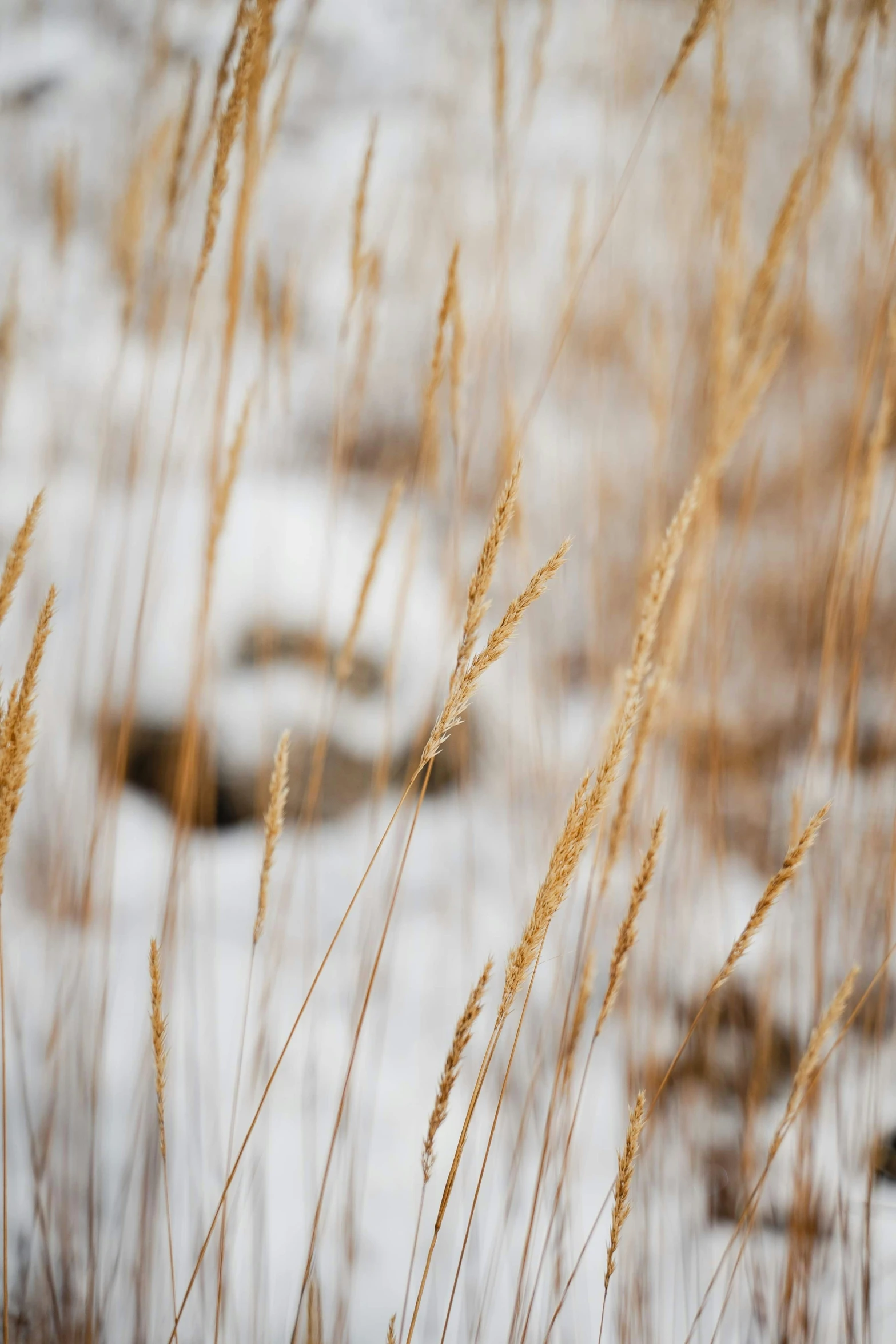 a bunch of brown grass with snow on it