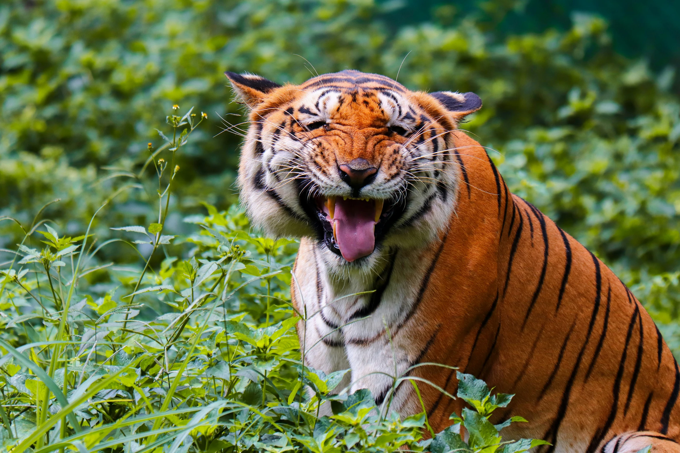 the large tiger is running through the field