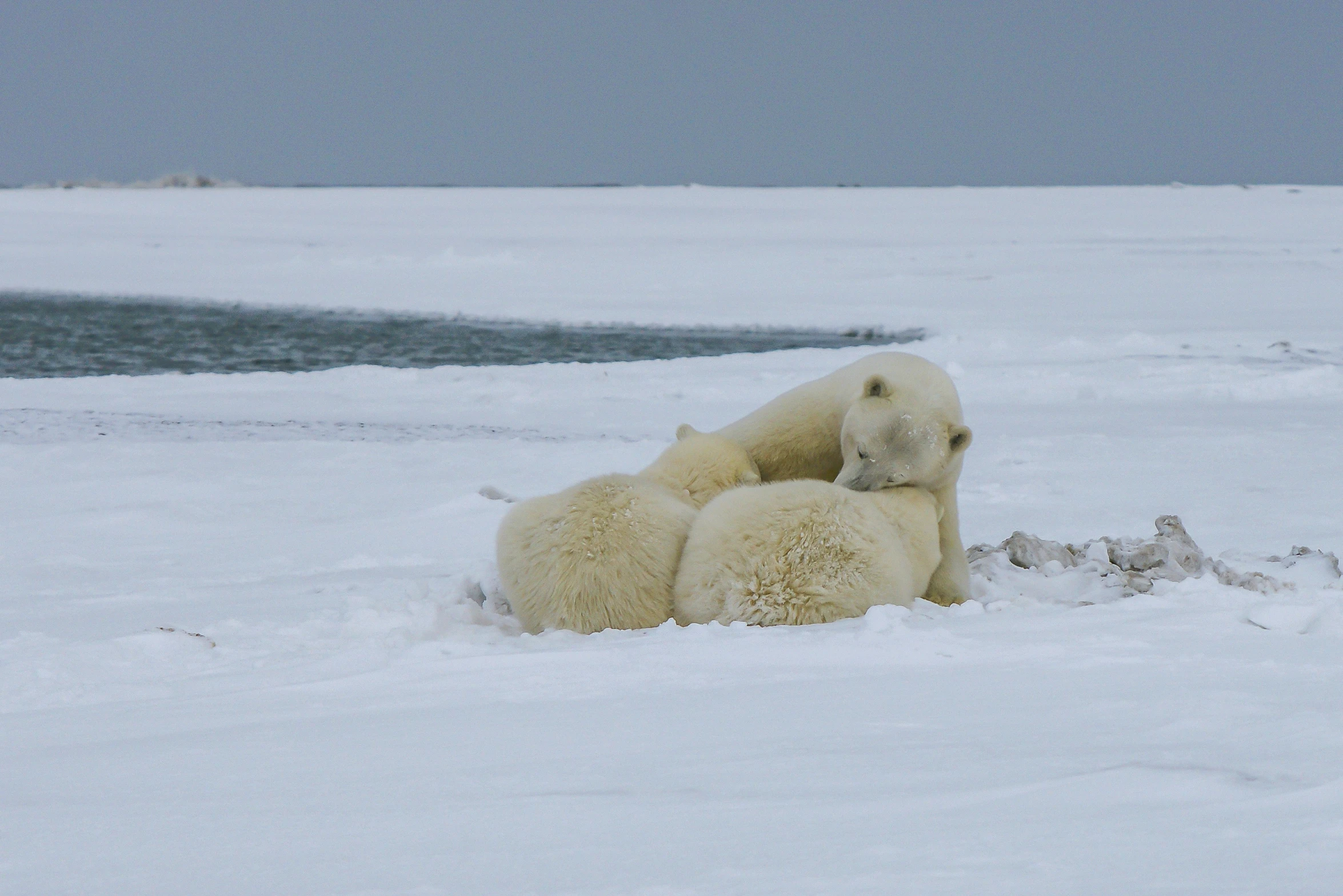 three polar bears laying down in the snow