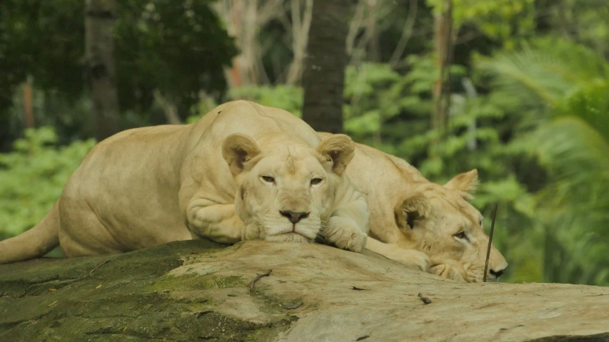 two large cats resting together on a tree