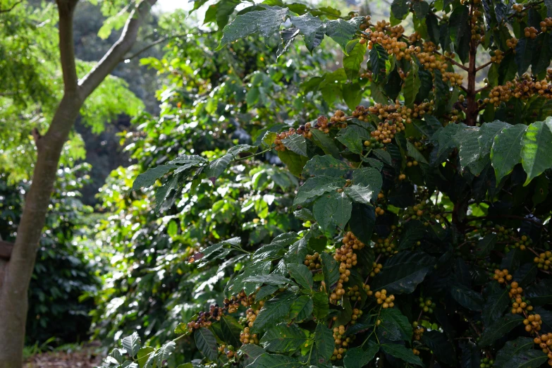 the tree has fruit growing on it in the sun