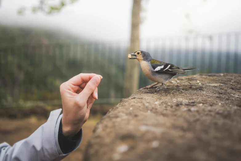 the hand is reaching out to a bird