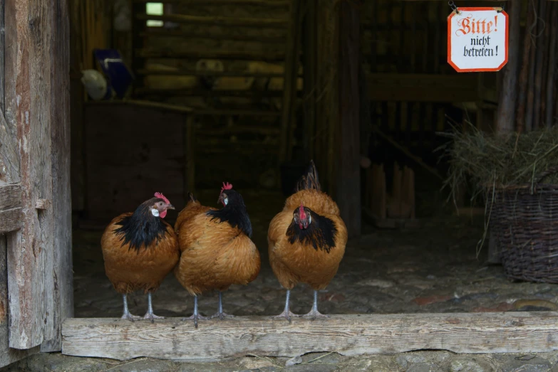 three brown chickens stand in a barn