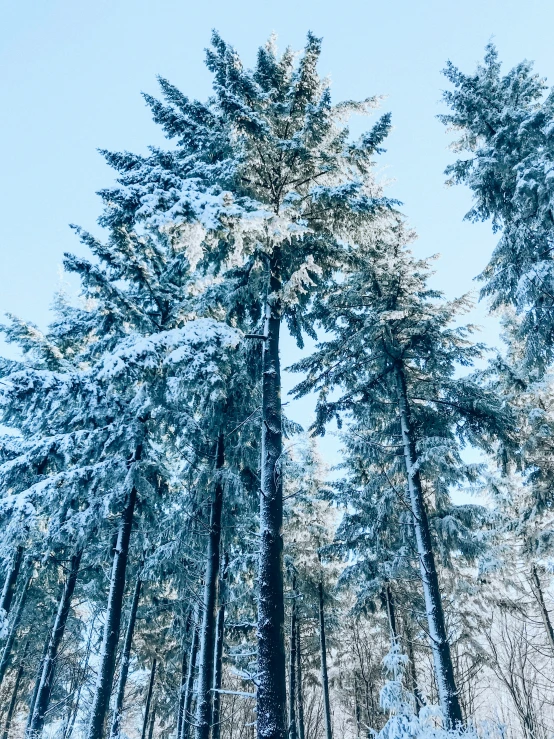 the tall trees are covered with snow