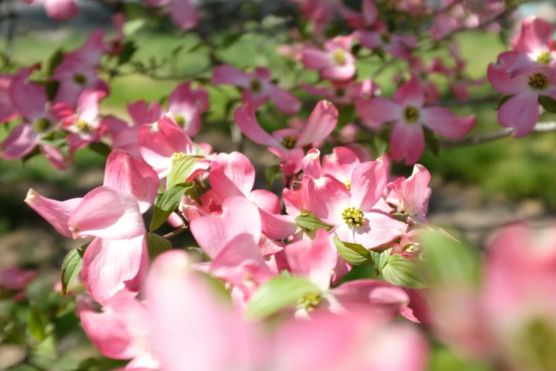 a group of pink flowers growing on the side of a road