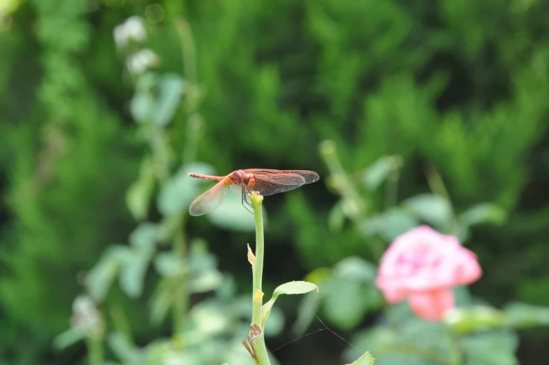 a insect is on a flower near some bushes