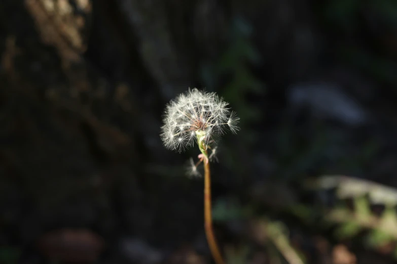 the dandelion is a lone white substance that is flying away