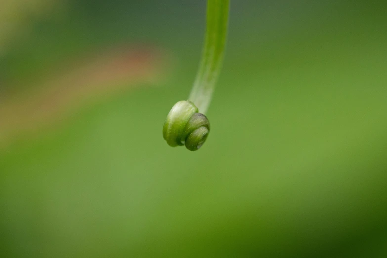 a close up s of a flower bud