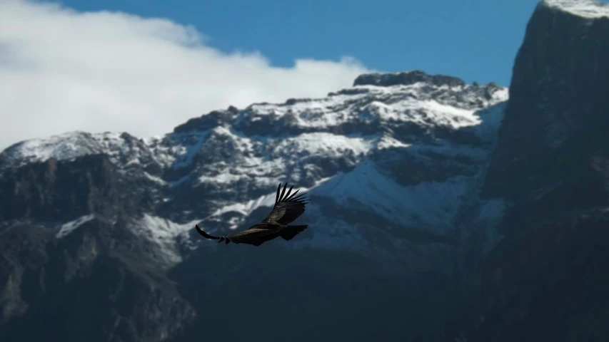 a bird flying by a snowy mountain side