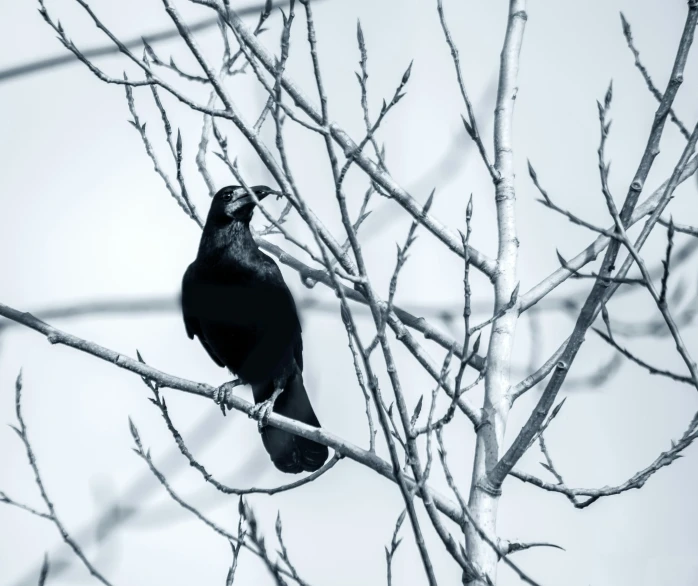 black bird sitting on a tree nch, looking towards the sky