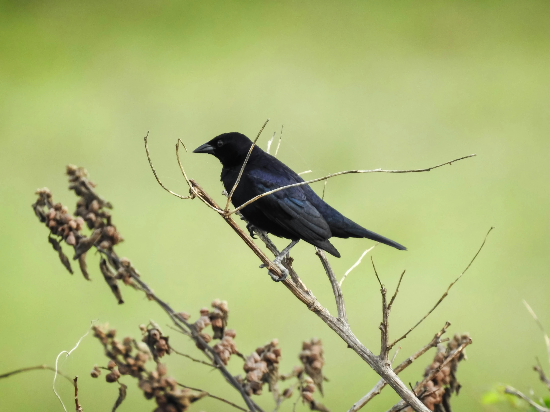 a black crow perched on a nch full of twigs