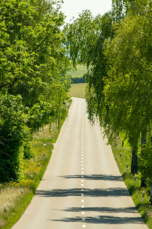 a street surrounded by trees with signs in the middle of it