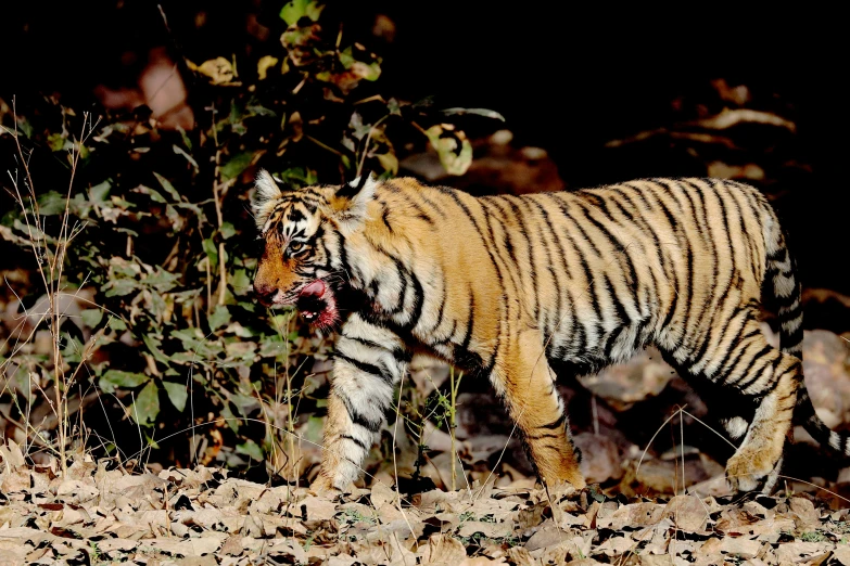 a tiger with it's mouth open walking through the woods