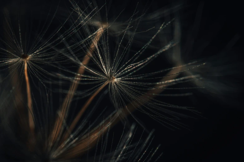 the dandelion is black and light brown