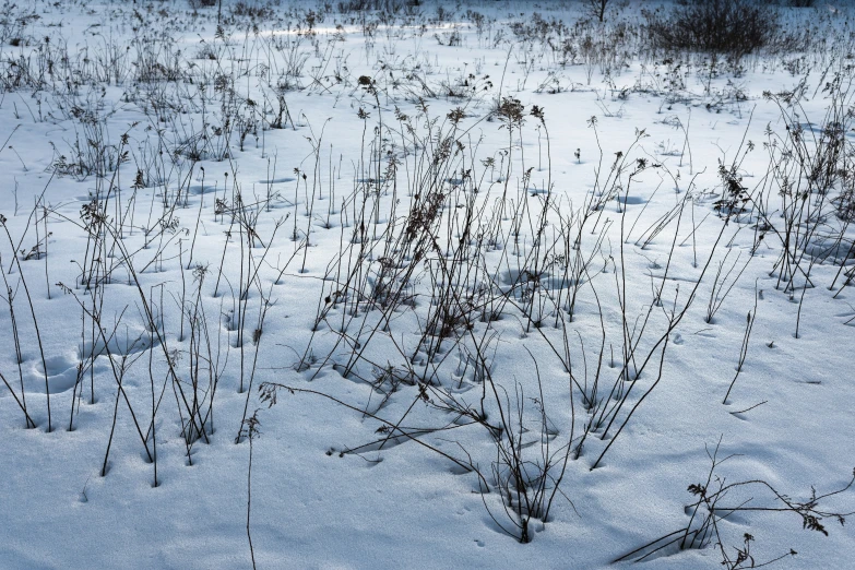 snow covered grass is growing by the snow