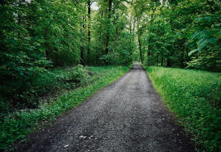 the green vegetation in the woods covers the dirt road