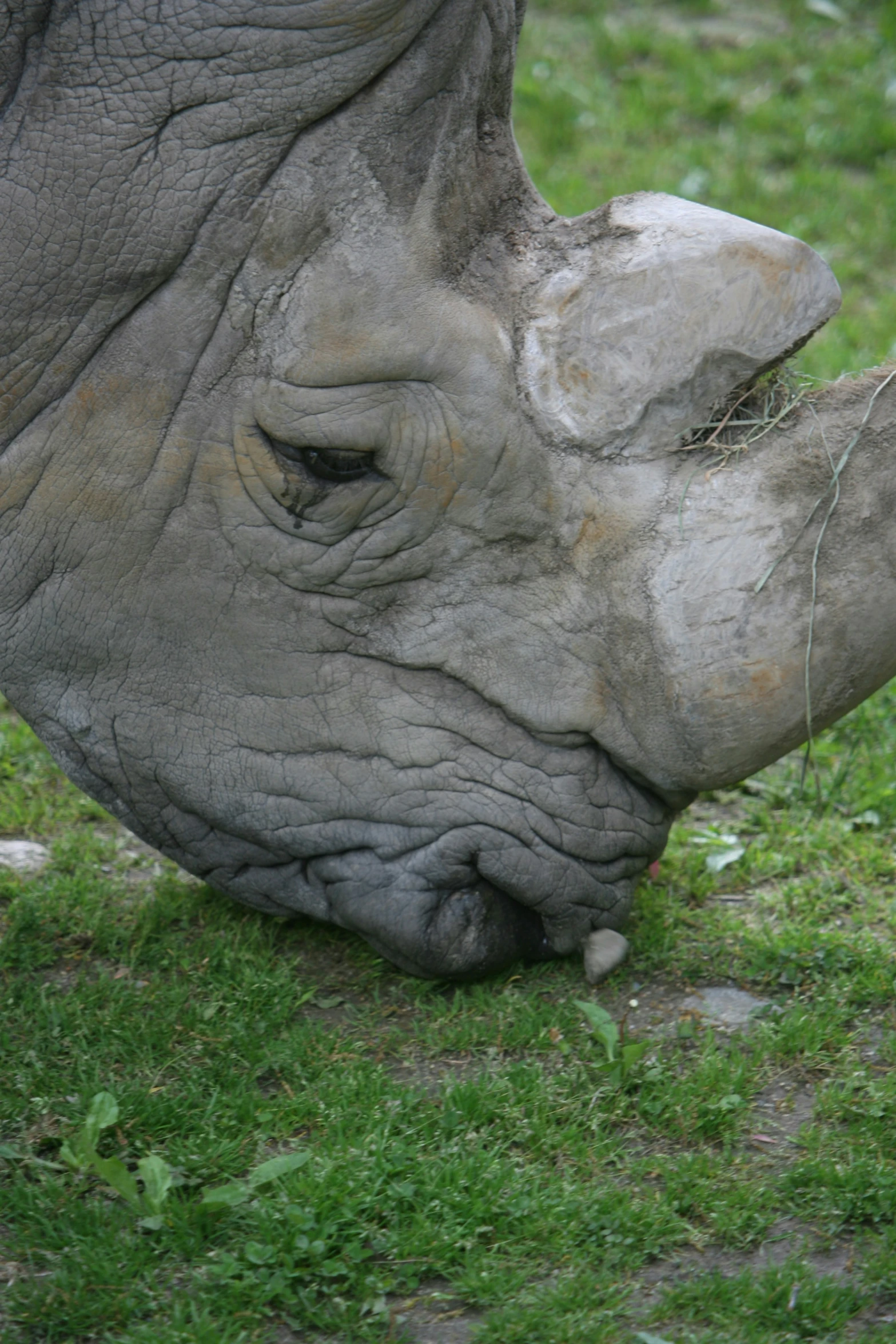 the rhino's horn is clearly visible for everyone to see