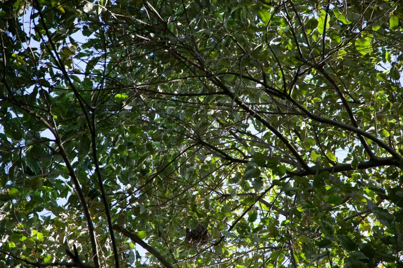 bird sitting in nest on tree nches against blue sky