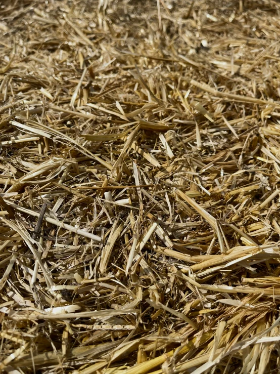 there is a bird that is sitting on straw