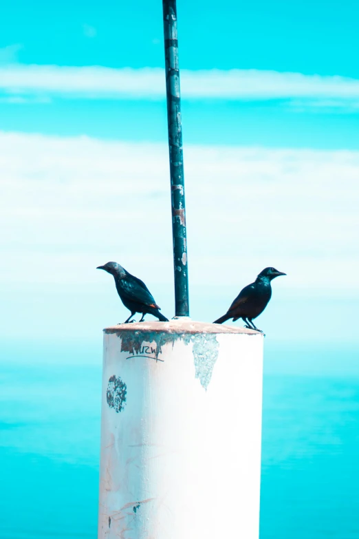 two crows standing on the edge of a pole
