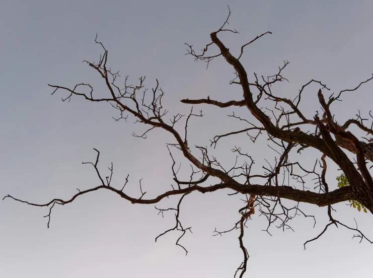 a tree in a field with no leaves