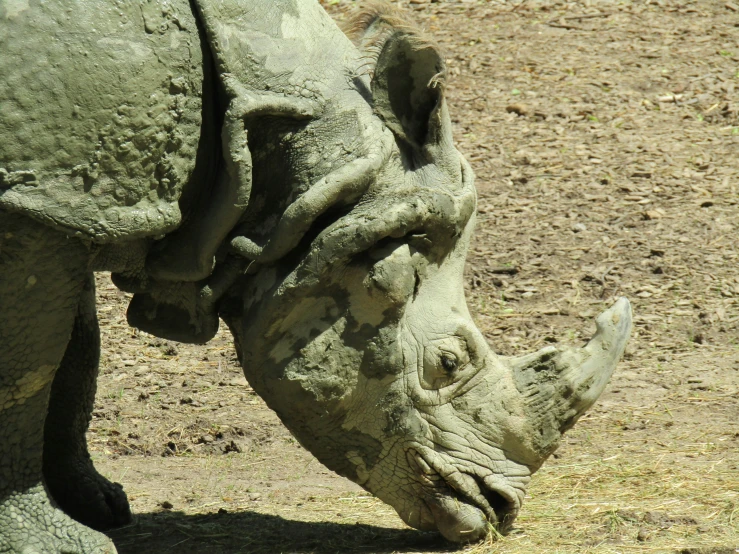 an image of a rhinoceros eating in the wild