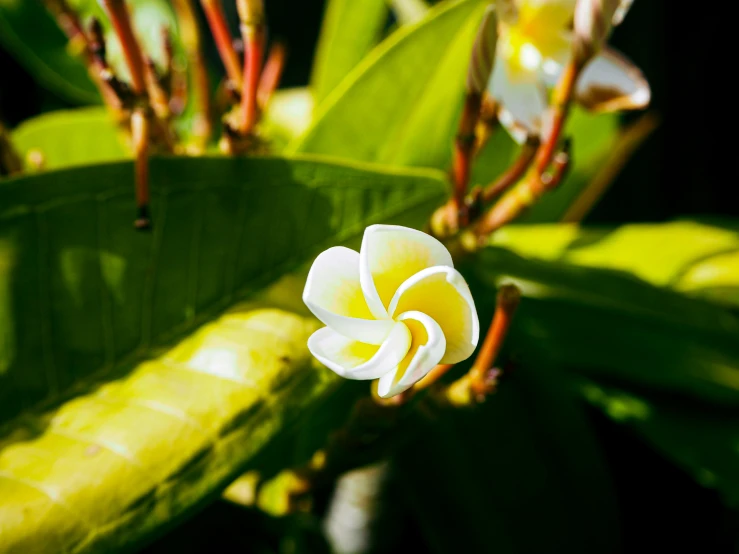 white and yellow flower with green leaves in the background