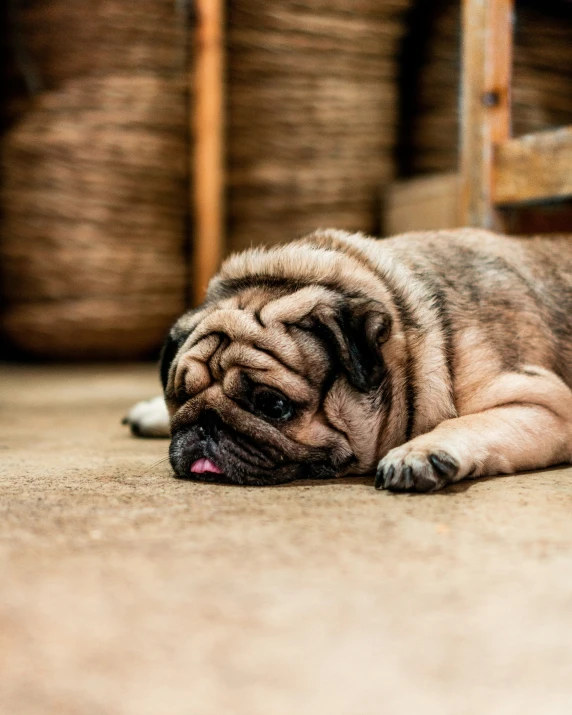 a puppy is curled up sleeping in front of a table