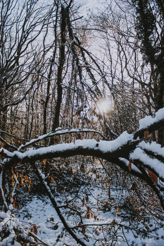 there is a tree nch with some snow on it