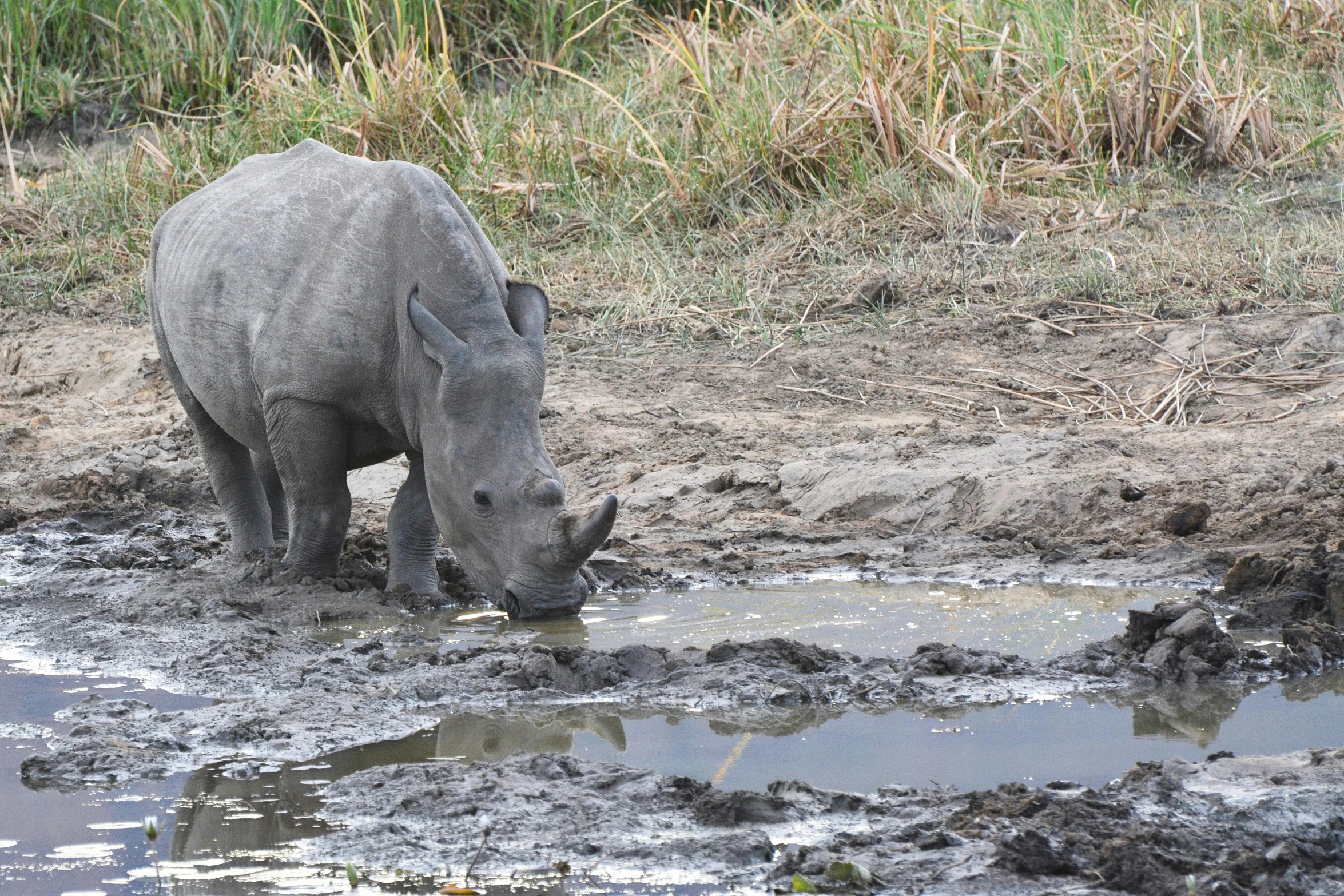 a rhino drinking from a muddy dle in the dirt