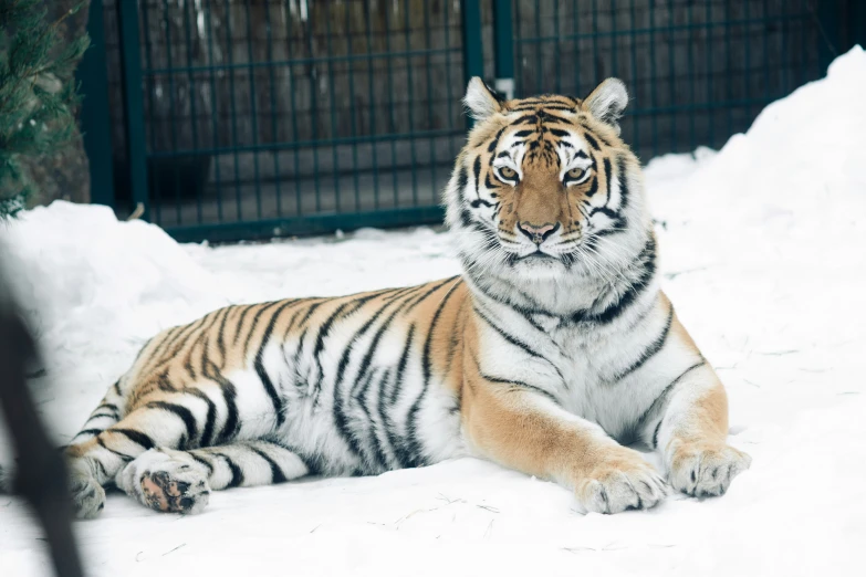 a large tiger laying on a snow covered ground
