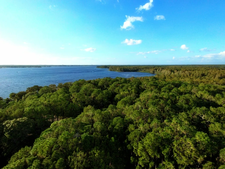 view from the top of a hill of trees and a lake