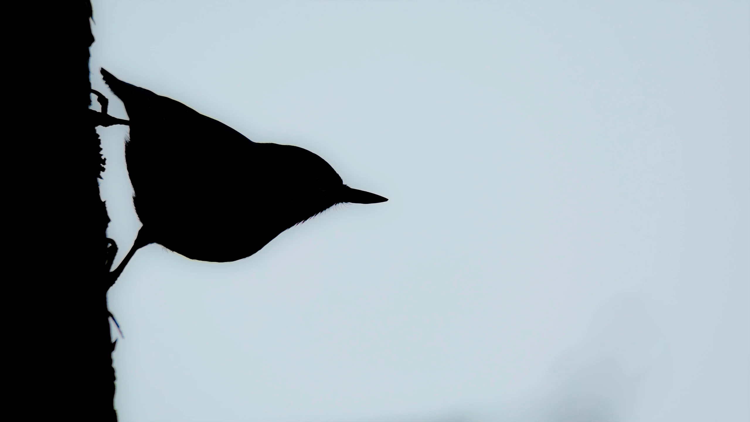 a silhouette of a bird with wings spread over the head