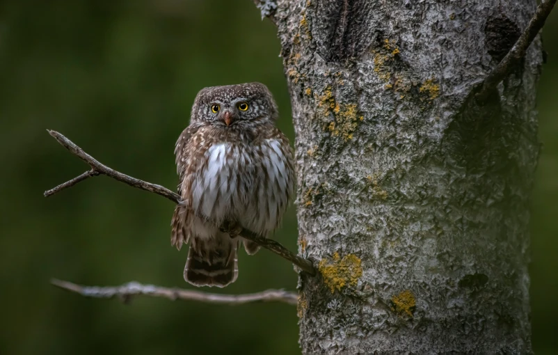 a brown and white owl perched on a tree nch