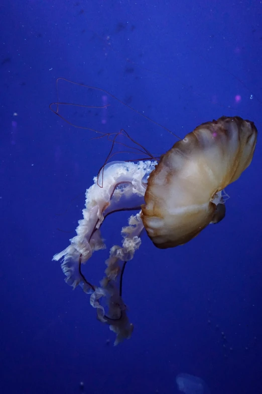 an ocean life exhibit is shown at night