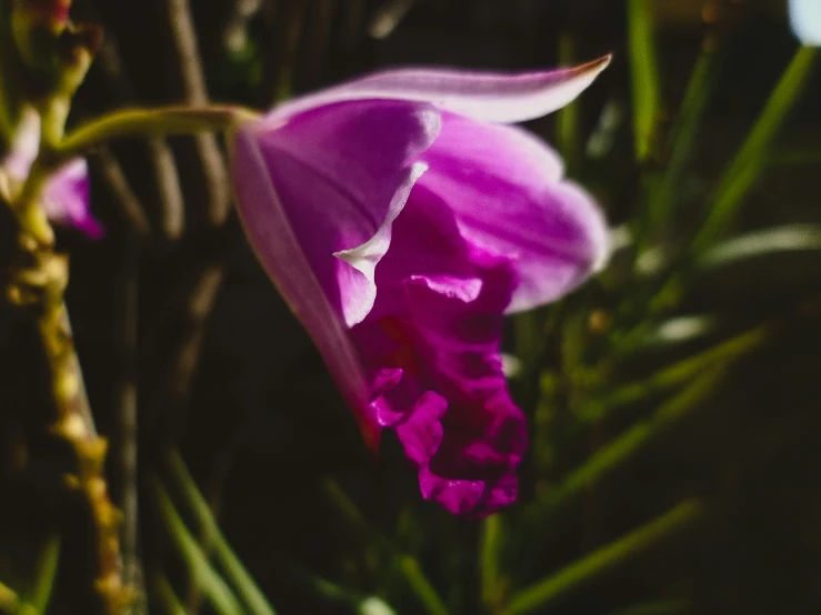 some very pretty pink flowers in a big flower pot