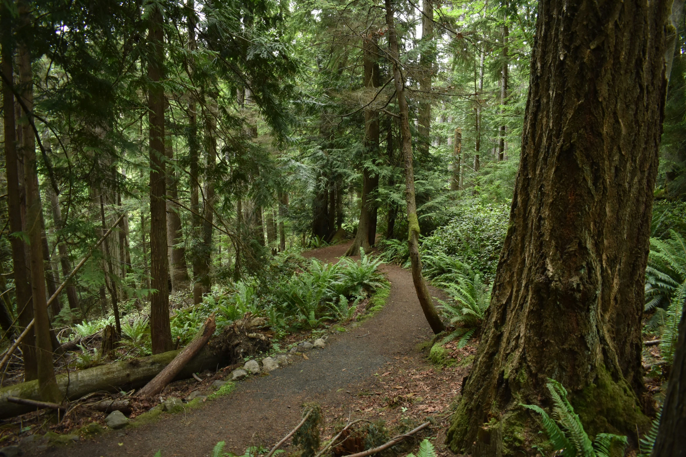 a wooded area with a small creek running through it