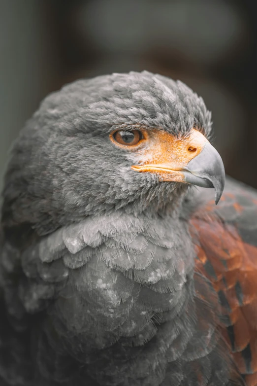 a bird with a red tail and head looking off to the side