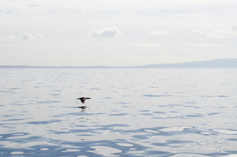 an ocean that has some kind of bird in it